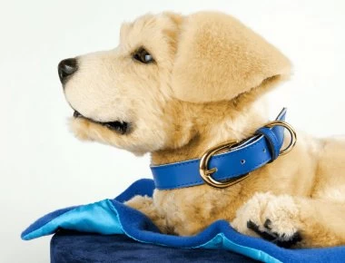 Αυτός ο σκύλος είναι ο καλύτερος φίλος των ασθενών με άνοια (βίντεο)